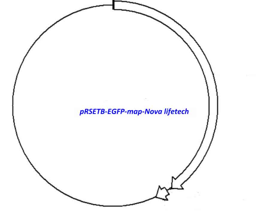 pRSETB- EGFP - Click Image to Close