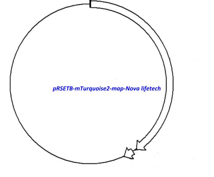 pRSETB- mTurquoise2 - Click Image to Close