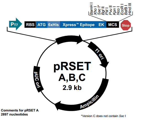 pRSET B - Click Image to Close