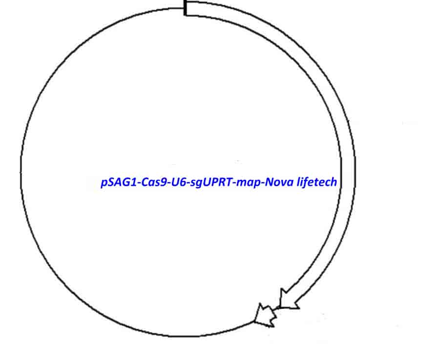 pSAG1- Cas9- U6- sgUPRT - Click Image to Close
