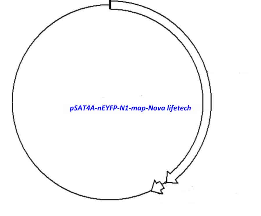 pSAT4A-nEYFP-N1 Plasmid - Click Image to Close