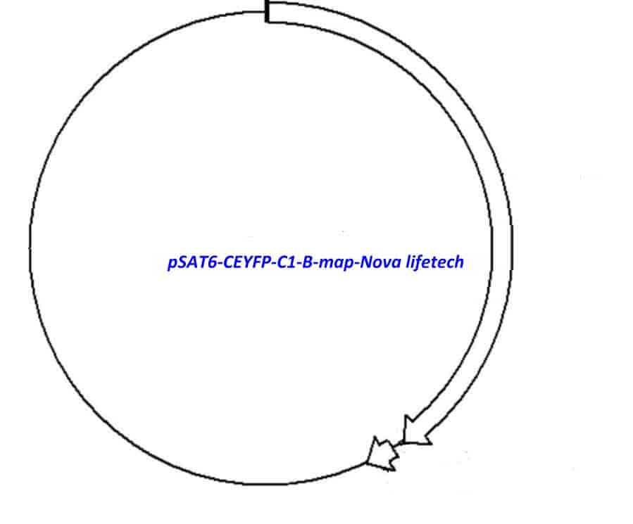pSAT6- CEYFP- C1- B - Click Image to Close