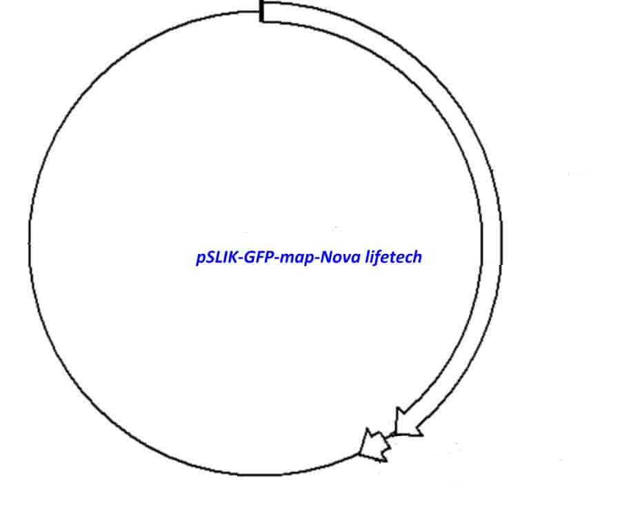 pSLIK-GFP vector - Click Image to Close