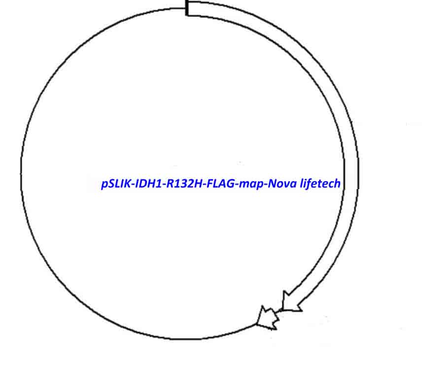 pSLIK-IDH1-R132H-FLAG vector - Click Image to Close