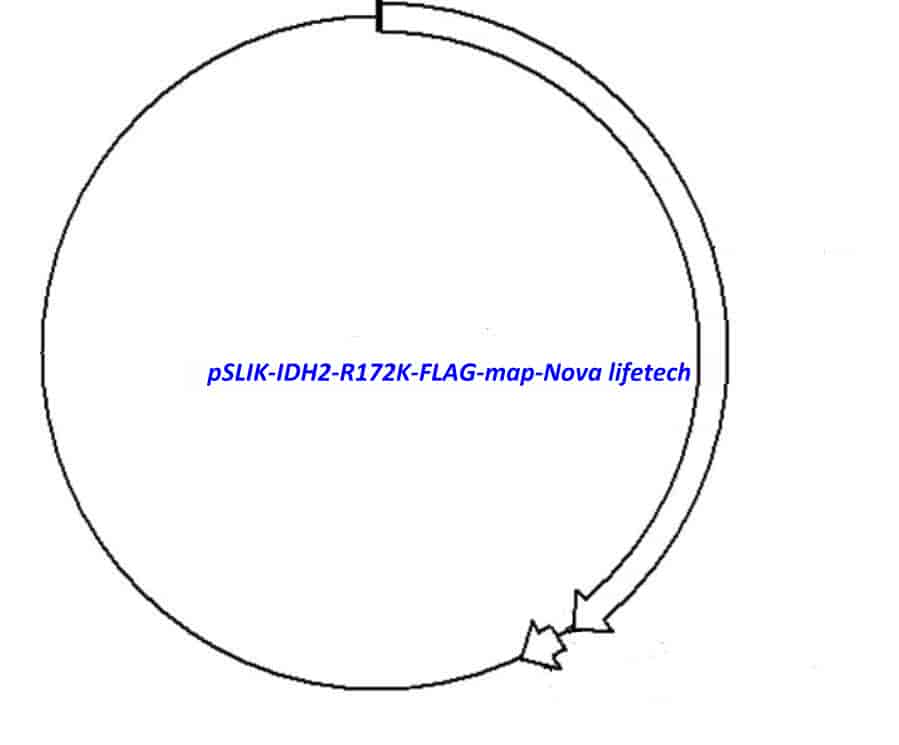 pSLIK-IDH2-R172K-FLAG vector - Click Image to Close