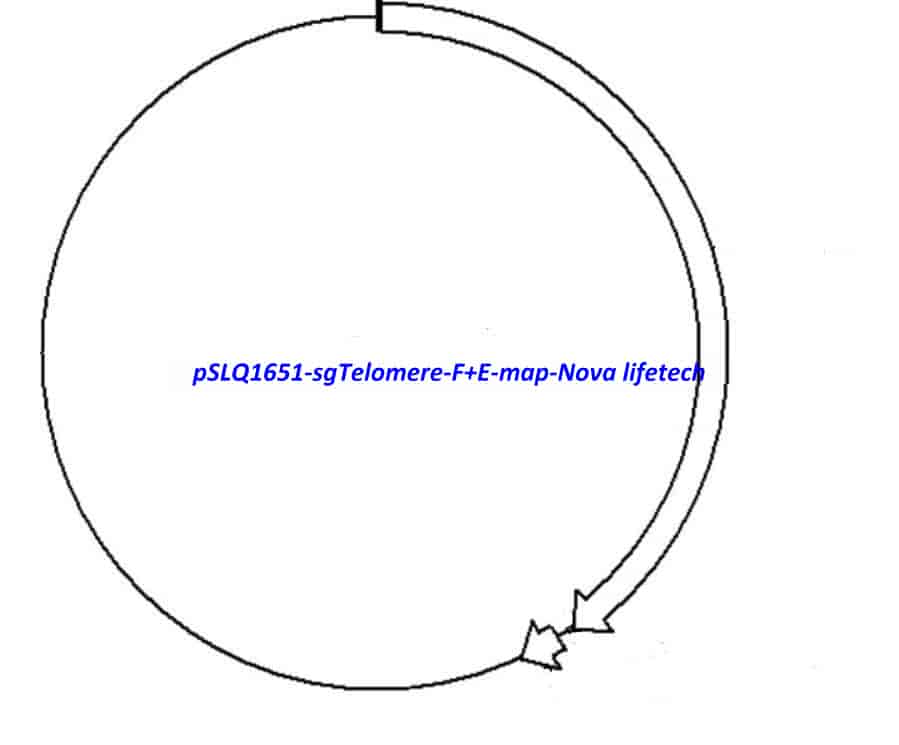 pSLQ1651- sgTelomere (F+E) - Click Image to Close