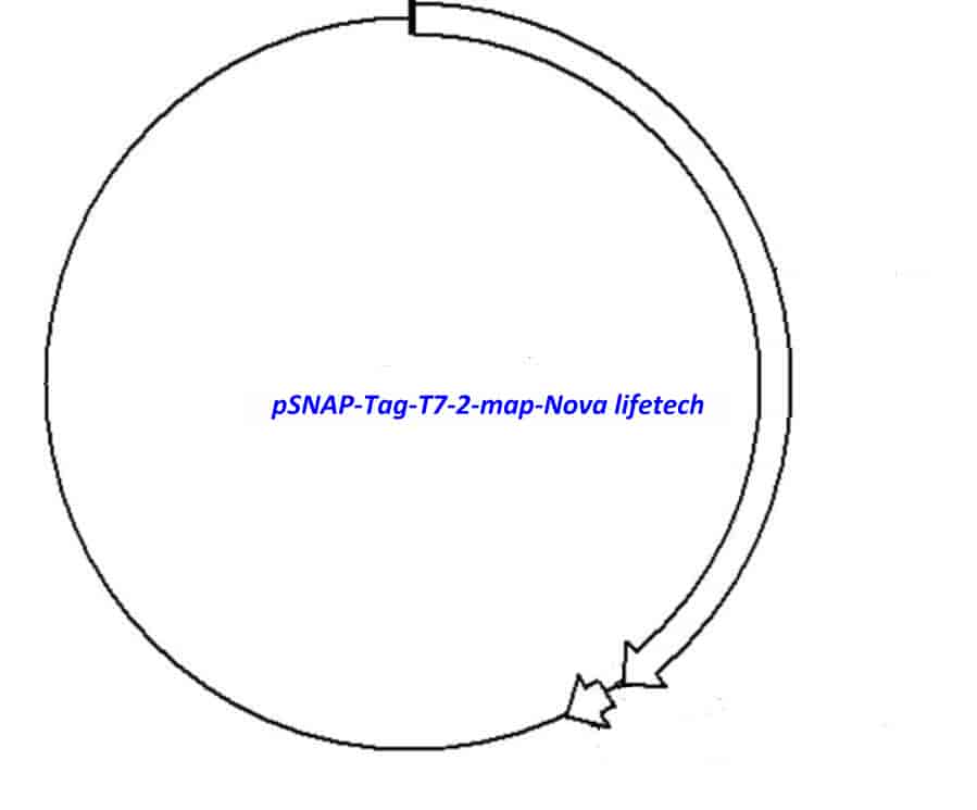 pSNAP- Tag (T7)2 - Click Image to Close