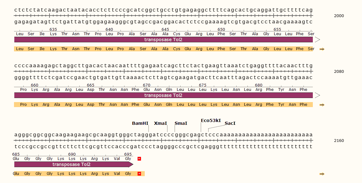 pSP64- Tol2- Transposase Plasmid - Click Image to Close