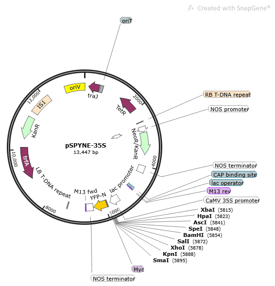 pSPYNE-35S Plasmid - Click Image to Close