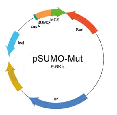 pSUMO- mut