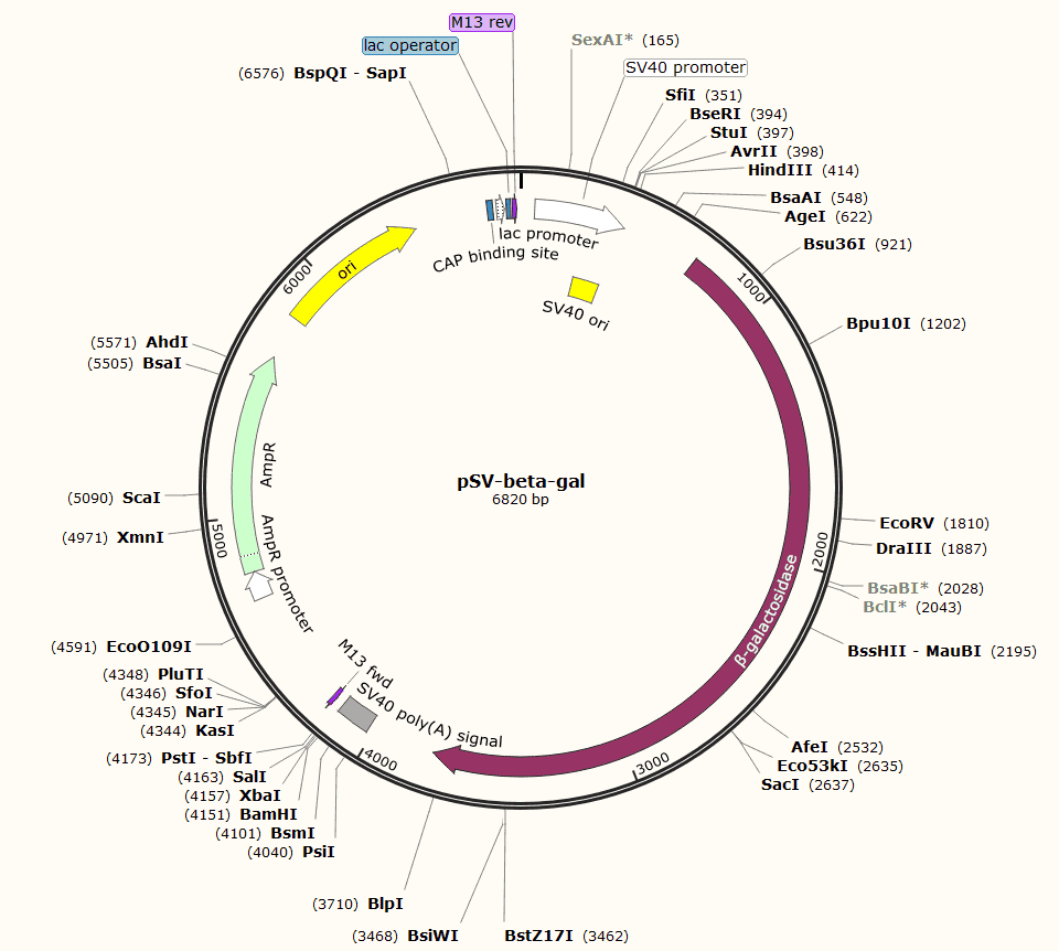 pSV- Beta- Gal Plasmid