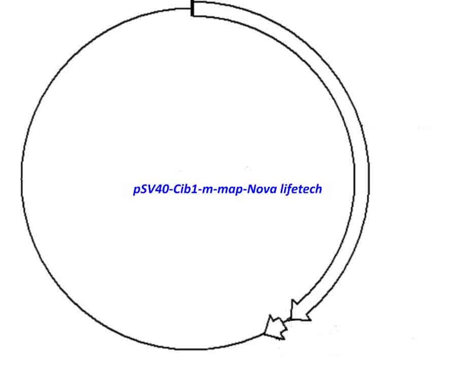 pSV40- Cib1- m - Click Image to Close