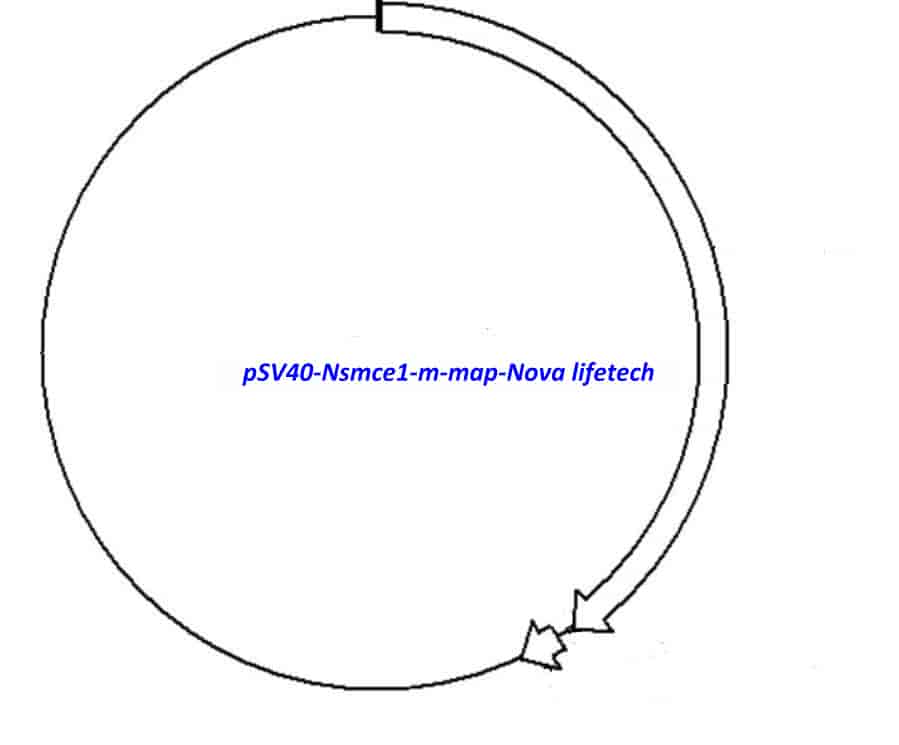 pSV40- Nsmce1- m