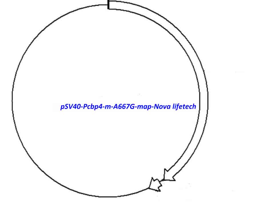 pSV40- Pcbp4- m- A667G - Click Image to Close