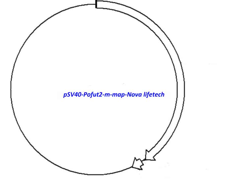 pSV40- Pofut2- m - Click Image to Close