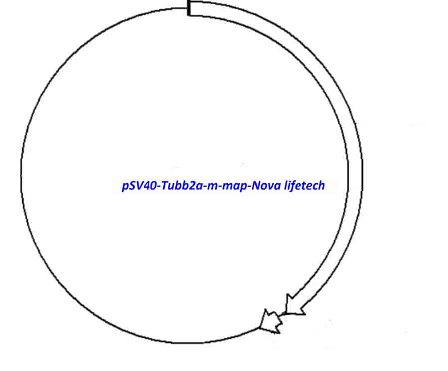pSV40- Tubb2a- m - Click Image to Close