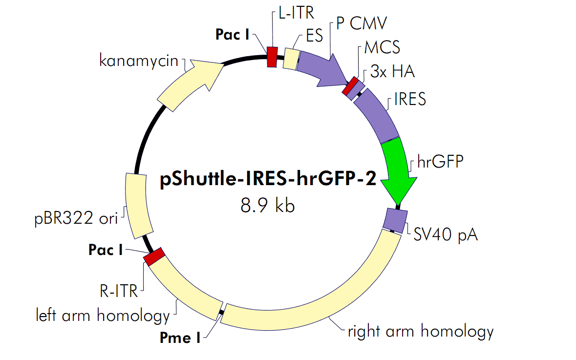 pShuttle- IRES- hrGFP2 - Click Image to Close