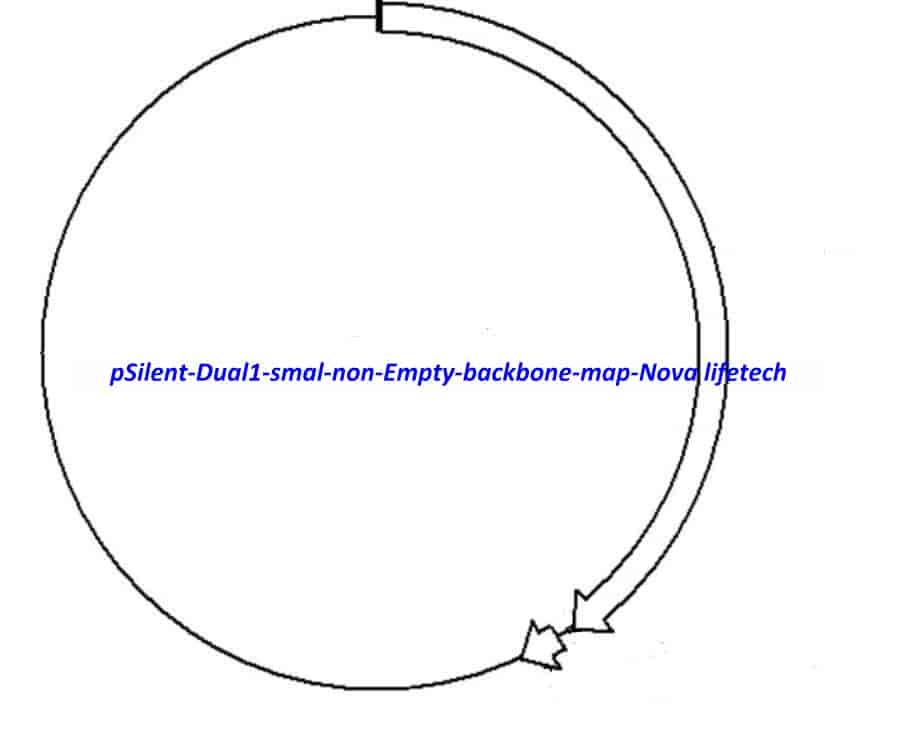 pSilent- Dual1- smal (non- Empty backbone) Plasmid