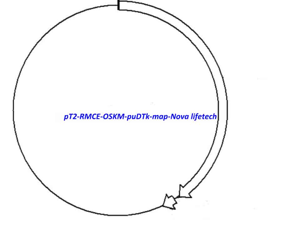 pT2- RMCE- OSKM- puDTk - Click Image to Close