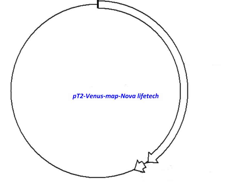 pT2- Venus - Click Image to Close