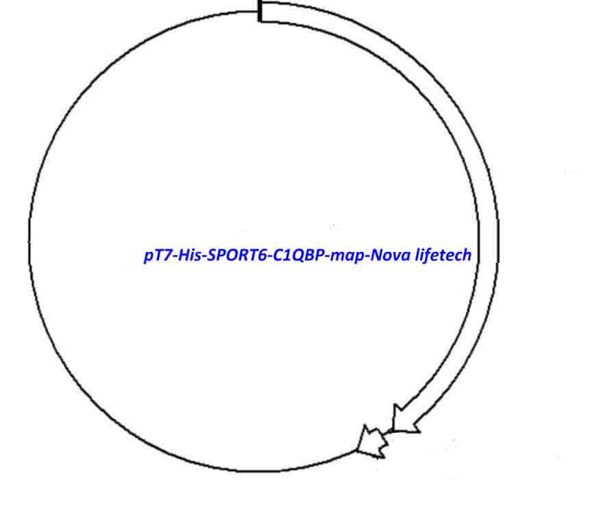 pT7- His- SPORT6- C1QBP - Click Image to Close