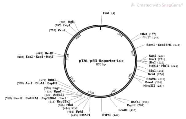 pTAL- p53- Reporter- Luc