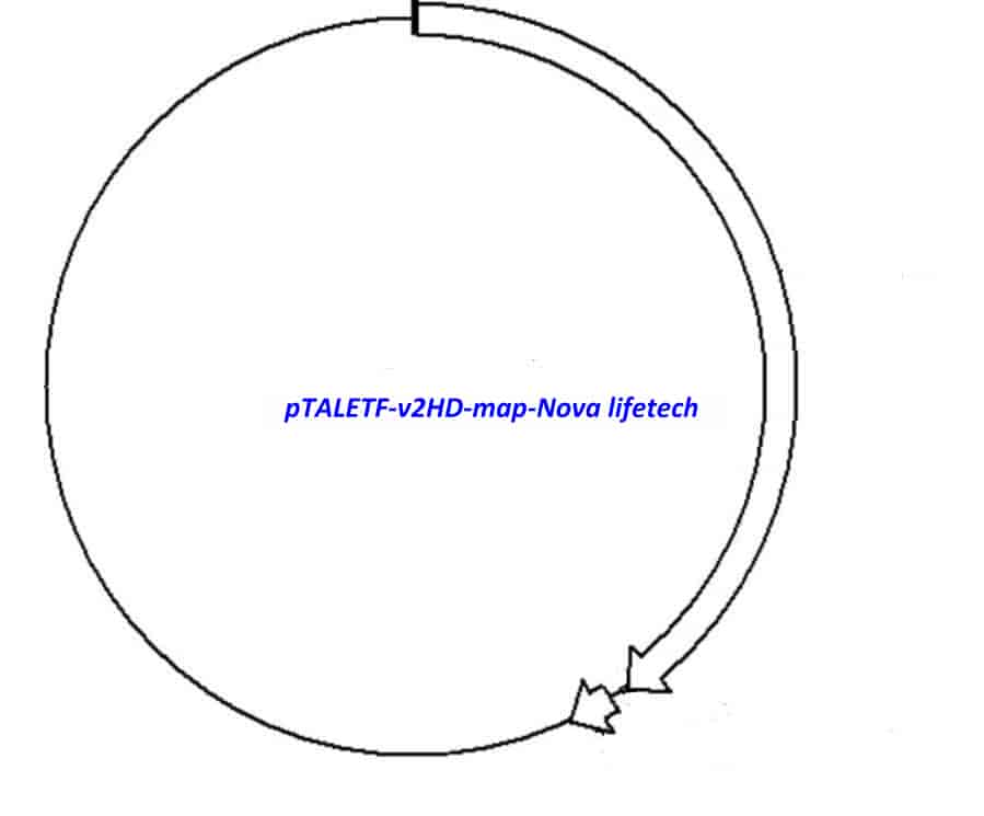 pTALETF- v2HD - Click Image to Close