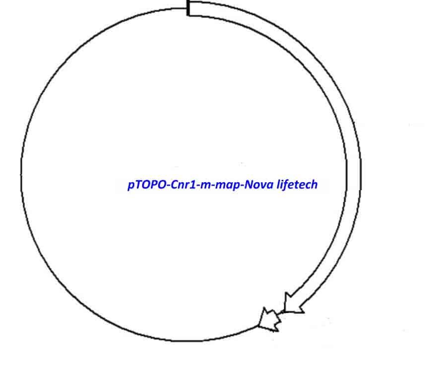 pTOPO-Cnr1-m Plasmid - Click Image to Close