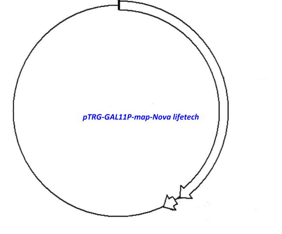 pTRG- GAL11P - Click Image to Close