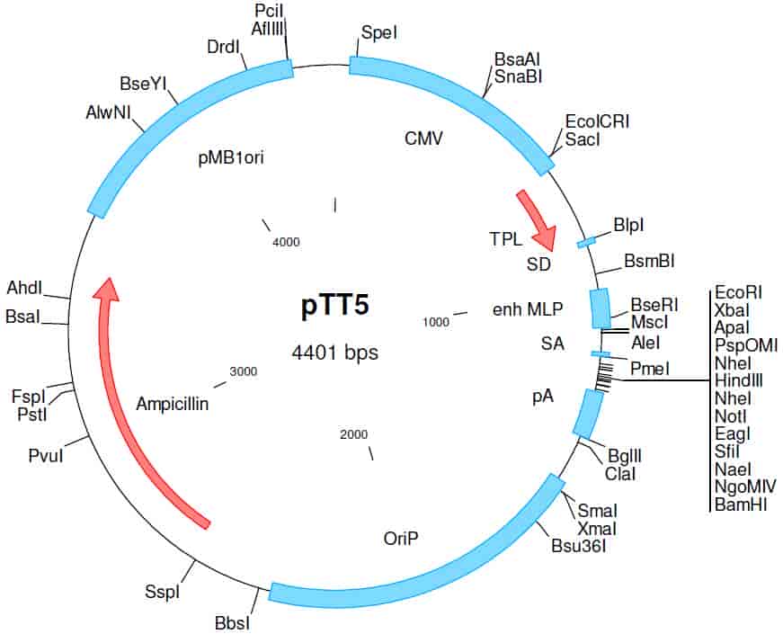 pTT5 Plasmid - Click Image to Close