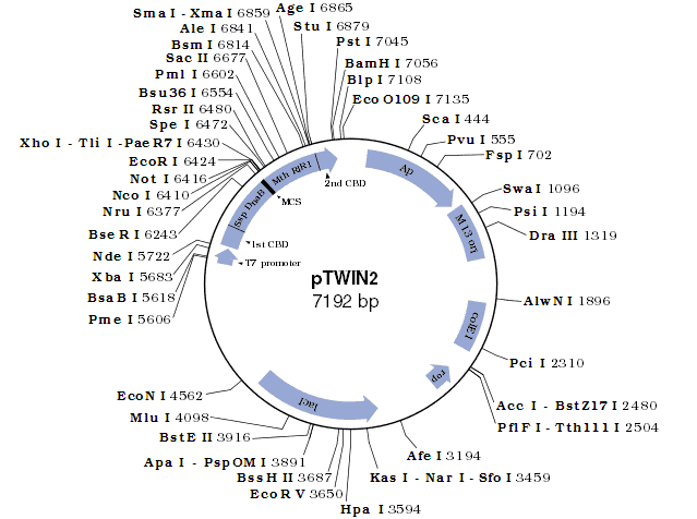 pTWIN2 Plasmid - Click Image to Close