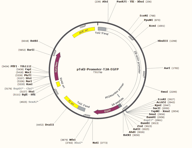 pTol2- Promoter- T2A- EGFP Plasmid