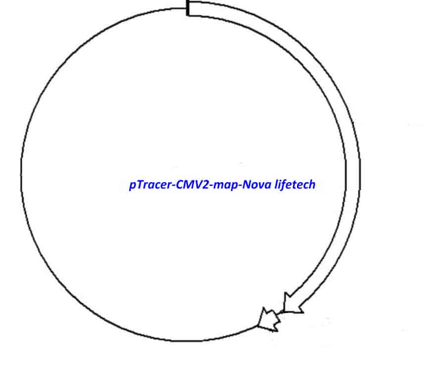 pTracer- CMV2 Plasmid - Click Image to Close