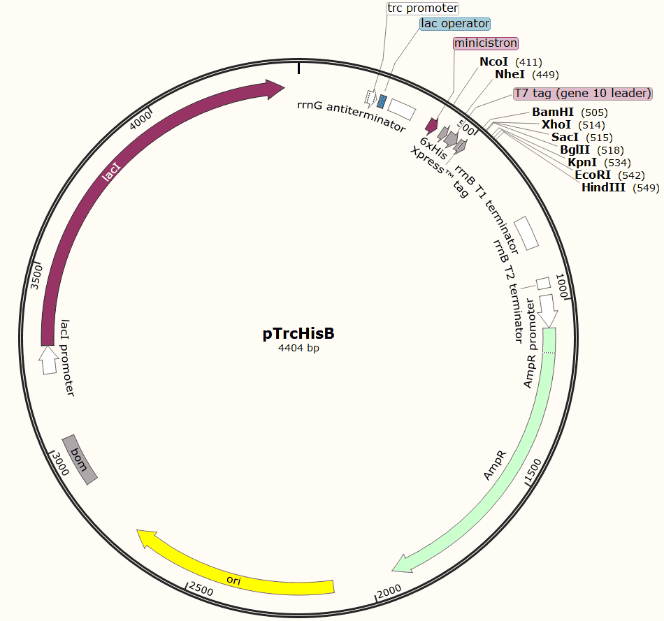 pTrcHisB Plasmid - Click Image to Close
