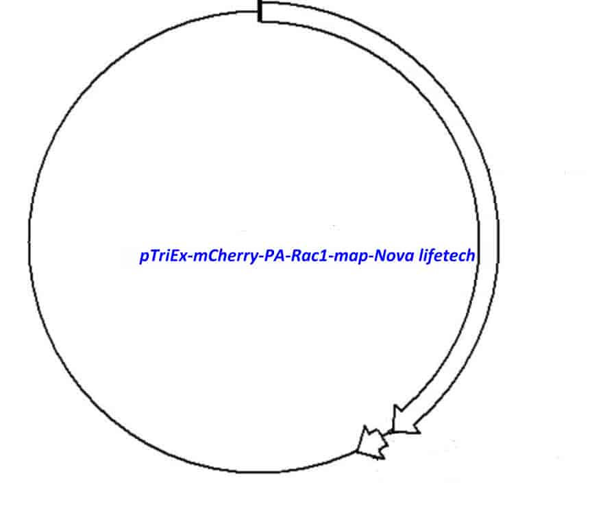 pTriEx- mCherry- PA- Rac1 - Click Image to Close