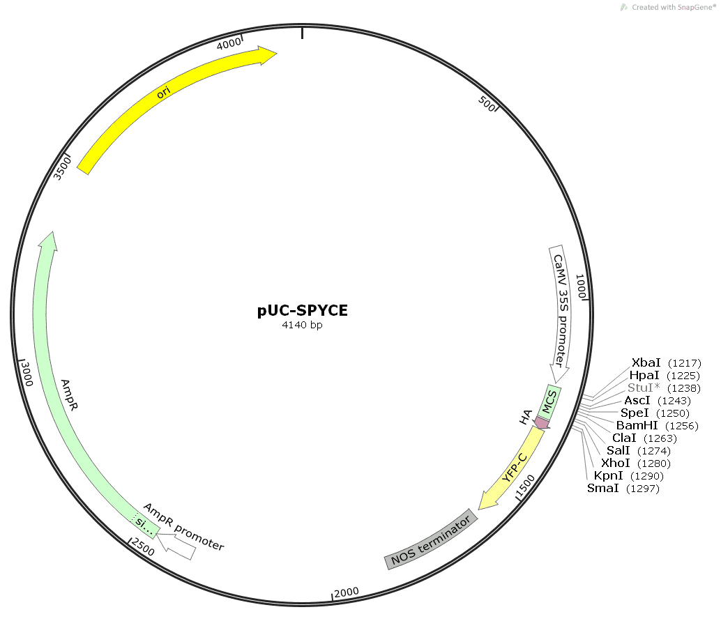 pUC- SPYCE- 2 - Click Image to Close