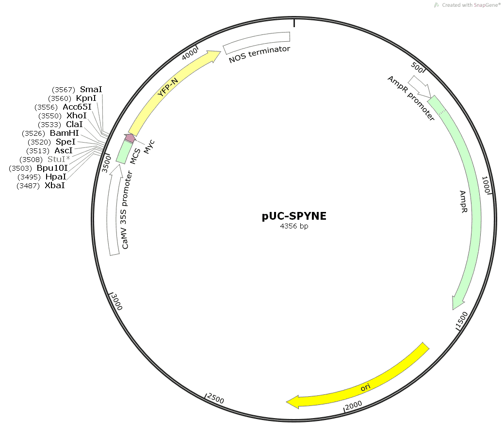 pUC-SPYNE Plasmid - Click Image to Close