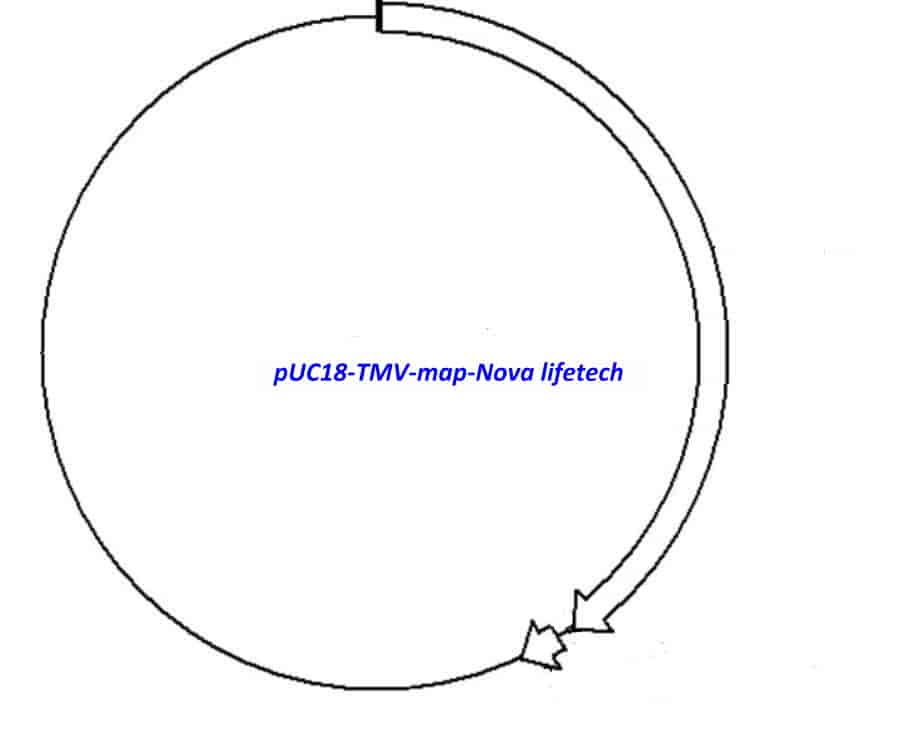 pUC18- TMV - Click Image to Close
