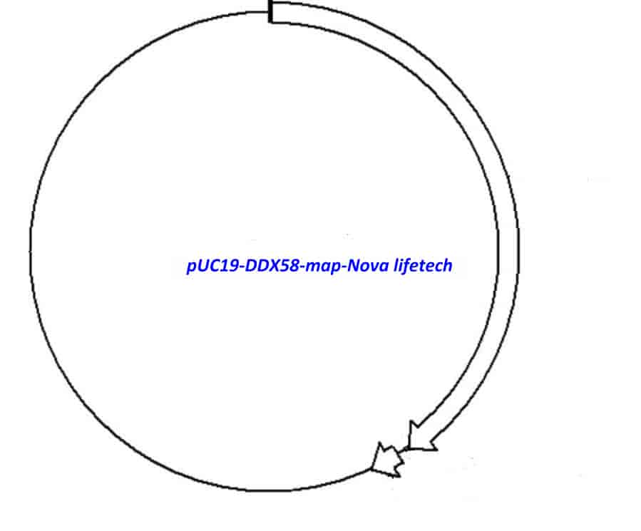 pUC19-DDX58 - Click Image to Close