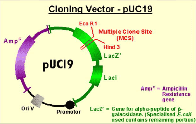 pUC19 - Click Image to Close