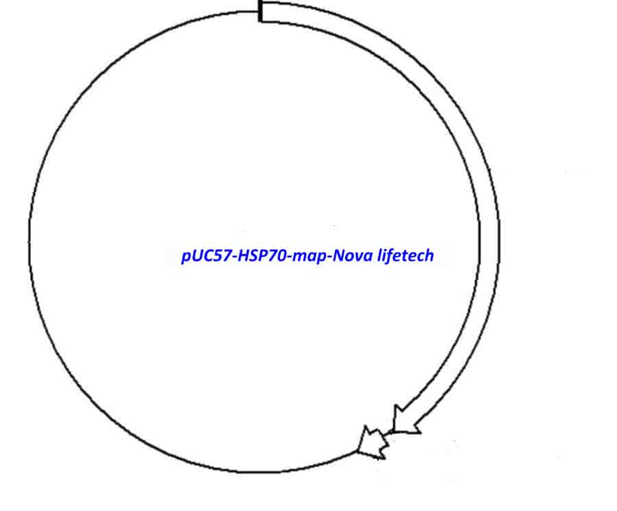 pUC57- HSP70 Plasmid - Click Image to Close