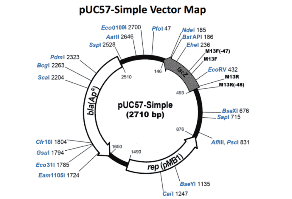 pUC57 Simple Plasmid
