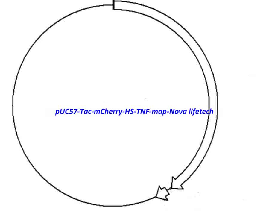 pUC57- Tac- mCherry- HS- TNF - Click Image to Close