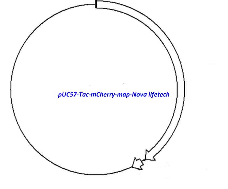 pUC57- Tac- mCherry