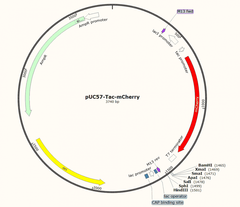 pUC57- mCherry Plasmid