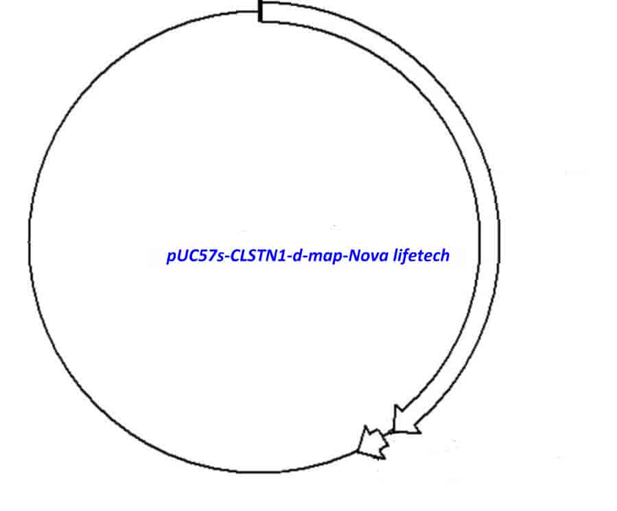 pUC57s- CLSTN1- d - Click Image to Close