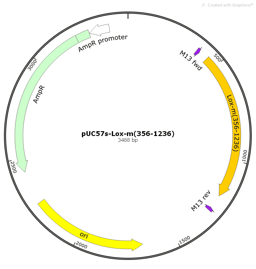 pUC57s- Lox- m (356- 1236)