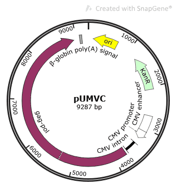 pUMVC Plasmid - Click Image to Close