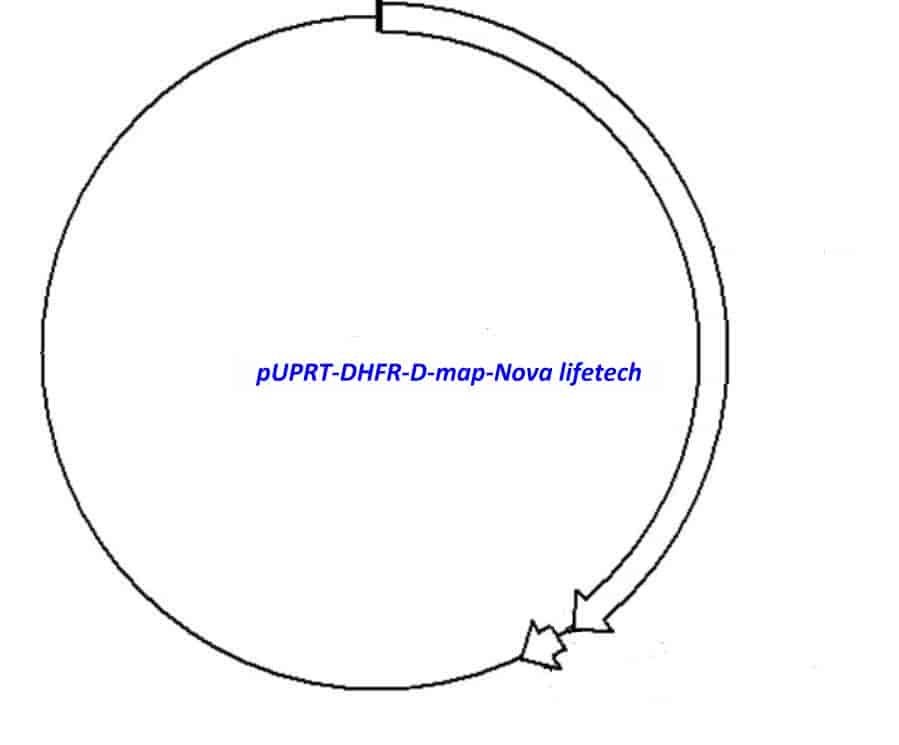pUPRT- DHFR- D - Click Image to Close