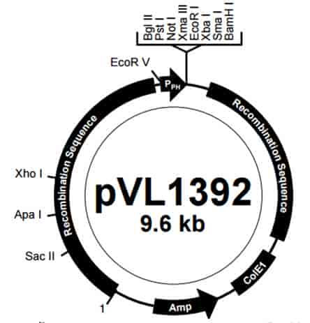 pVL1392 Plasmid - Click Image to Close